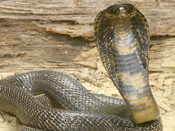 Cobra_real_2
