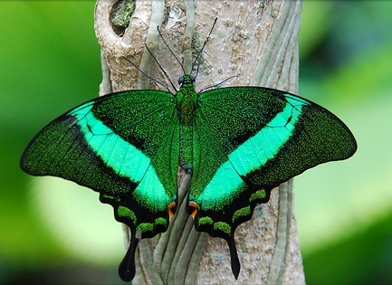 Emerald-Swallowtail