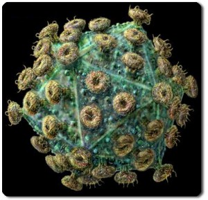 Virus