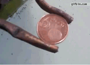 Cómo electrocutar una moneda de 5 céntimos 1