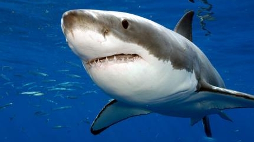 los-9-tiburones-mas-geniales4
