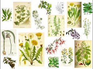 plantas-medicinales