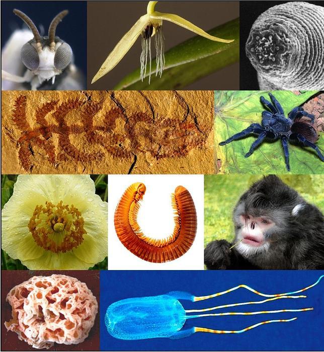 Top 10 especies más raras del 2012 1